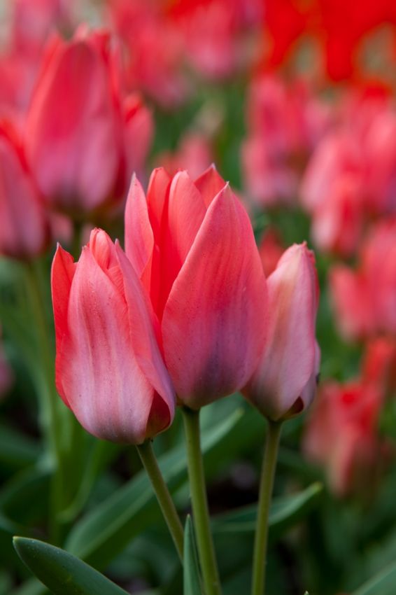 Tulpe 'Toronto' - 25 Stück