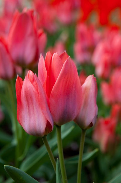 Tulpe 'Toronto' - 25 Stück