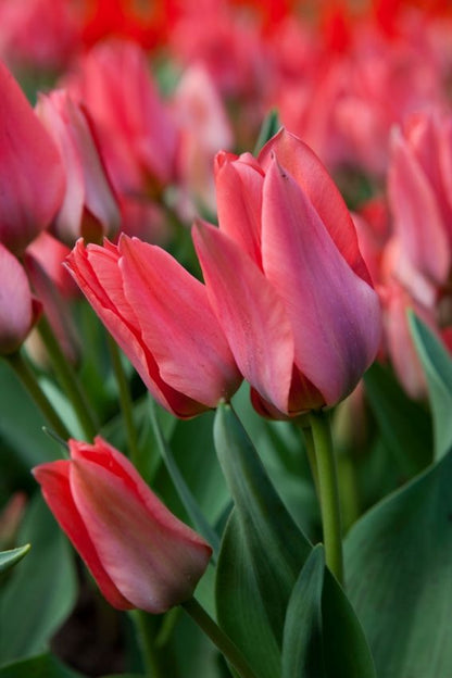 Tulpe 'Toronto' - 25 Stück