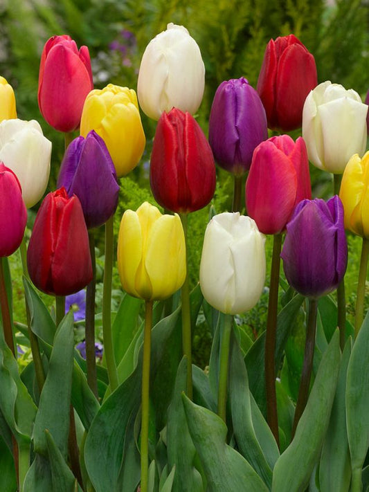 Tulpen Triumph mischung