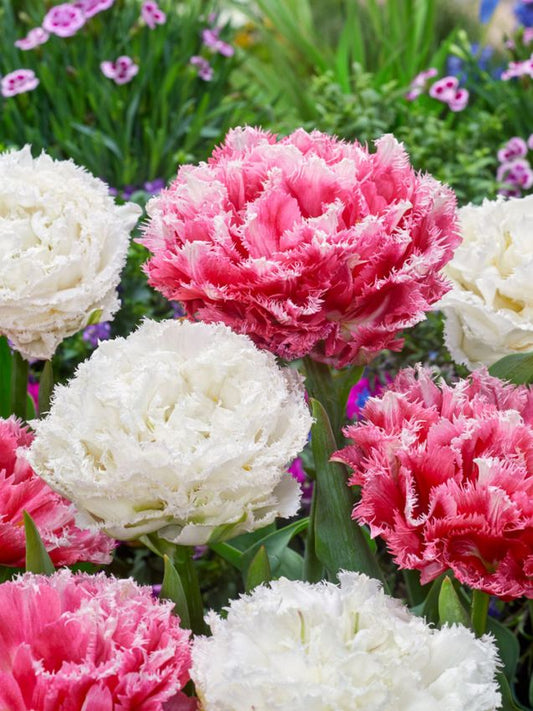 Tulpen Snow crystal & cool crystal mischung