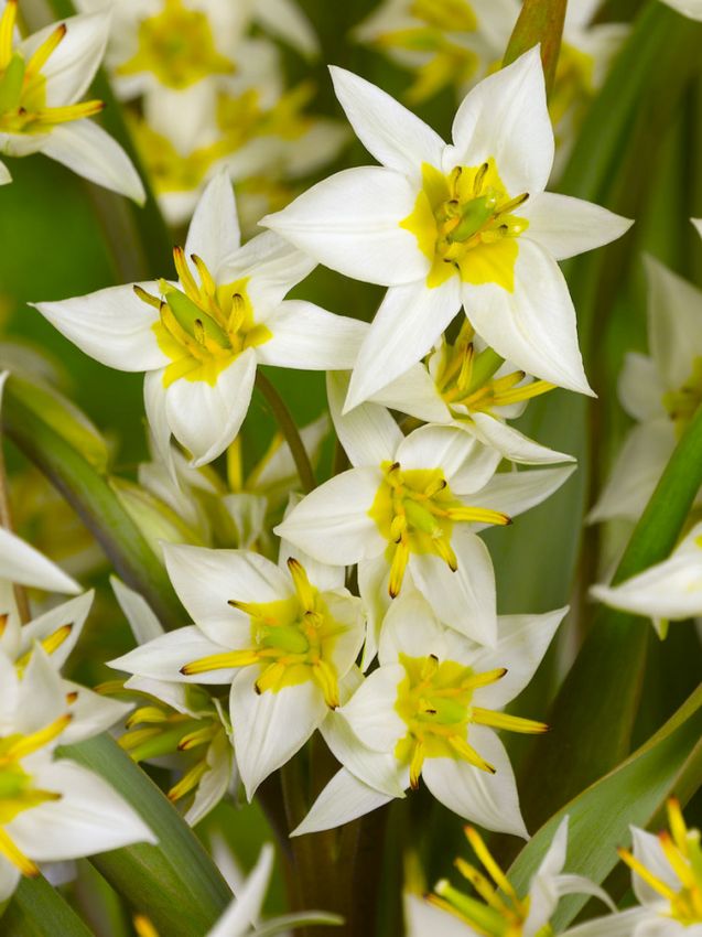 Tulpen Turkestanica