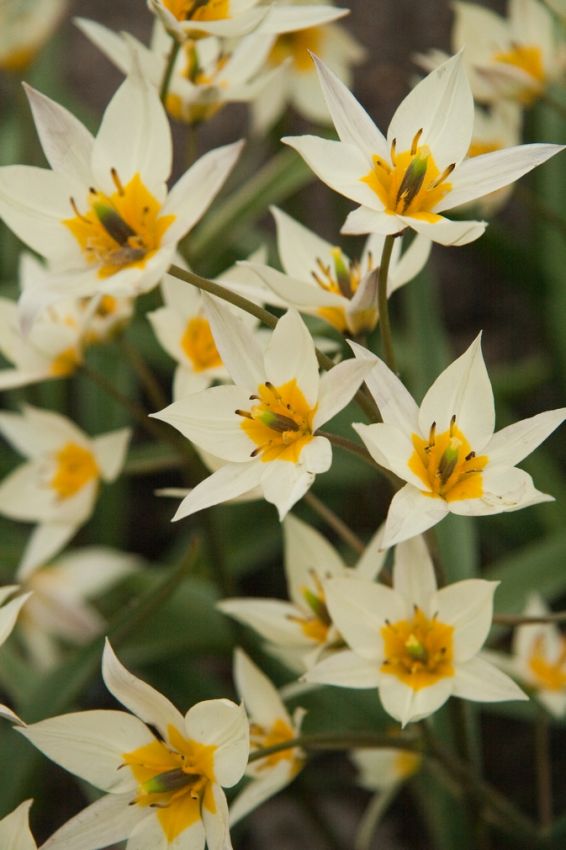 Tulpe 'Turkestanica' - 50 Stück