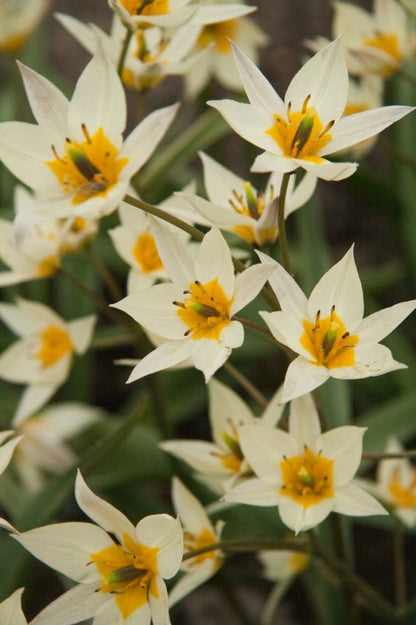 Tulpe 'Turkestanica' - 50 Stück