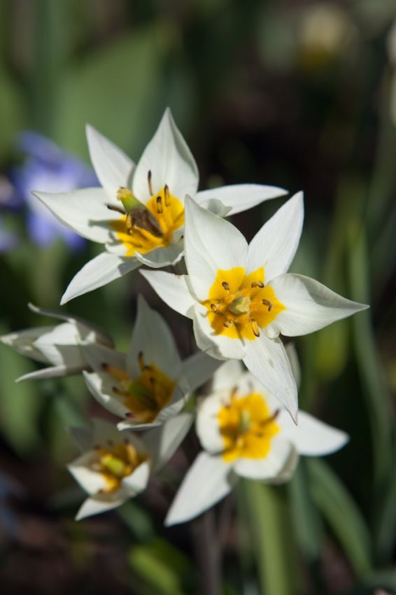 Tulpe 'Turkestanica' - 50 Stück