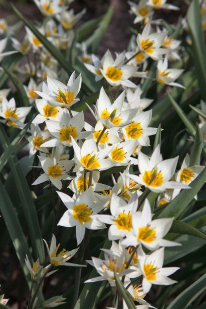 Tulpe 'Turkestanica' - 50 Stück