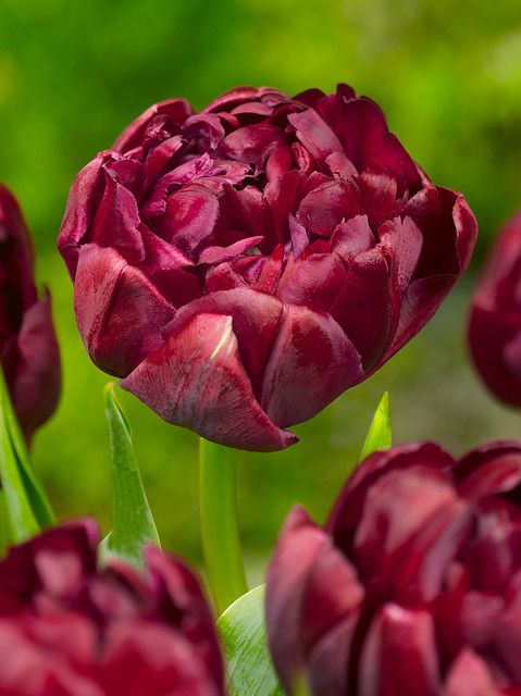 Tulpen Uncle tom