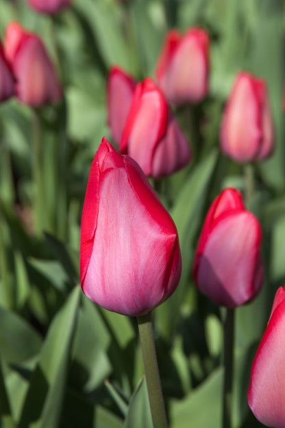 Tulpe 'Van Eijk' - 25 Stück