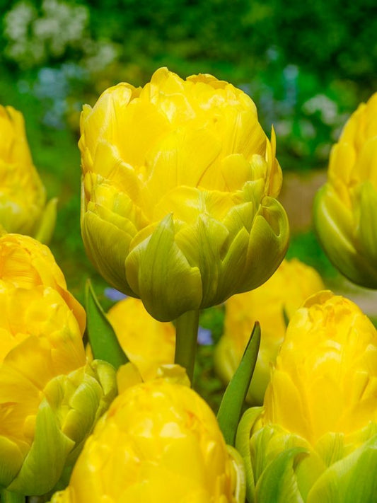 Tulpen Vanilla coup