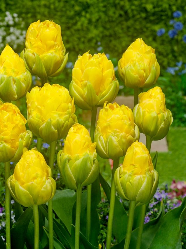 Tulpe 'Vanilla Coup' - 25 Stück