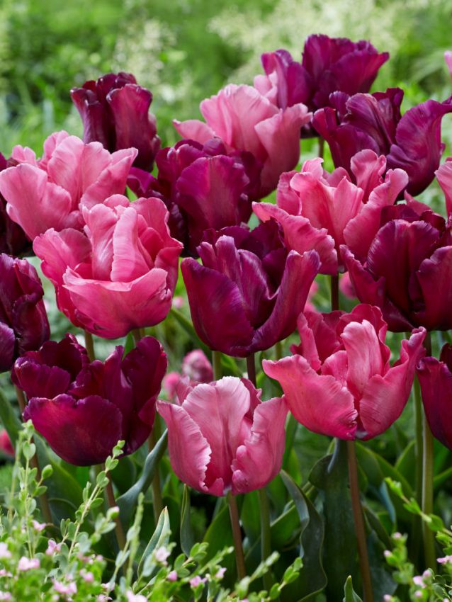Tulpe 'Flamingo Queen' - 8 Stück