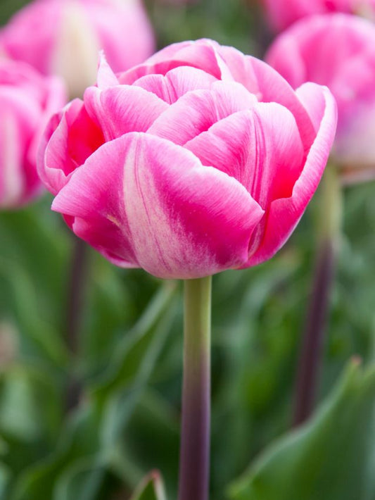 Tulpen Voque