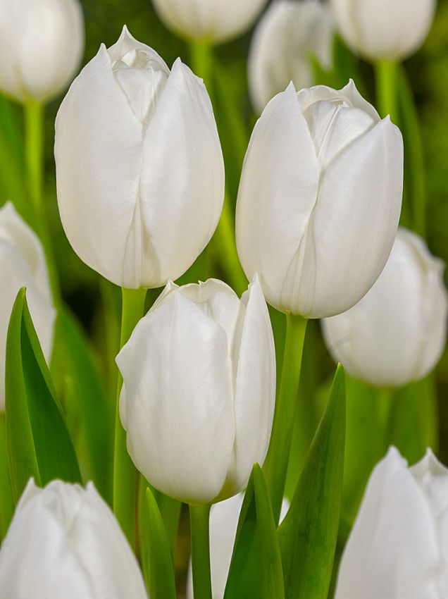 Tulpen White dream