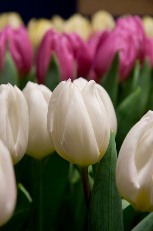 Tulpen White flag