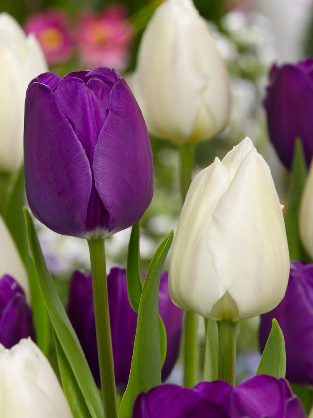 Tulpe 'Negrita' - 20 Stück