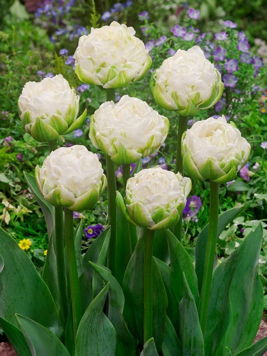 Tulpen White mountain