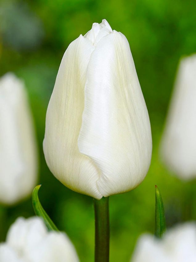Tulpen White prince