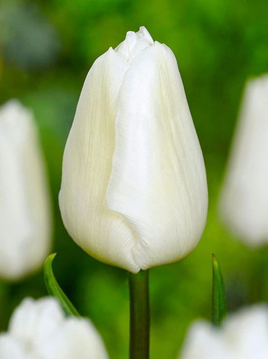 Tulpen White prince