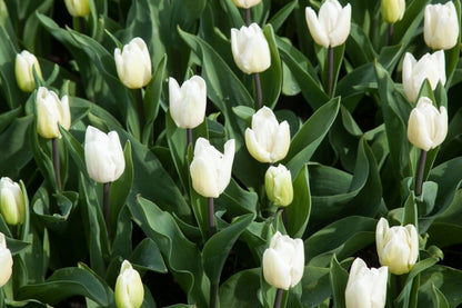 Tulpe 'White Prince' - 25 Stück