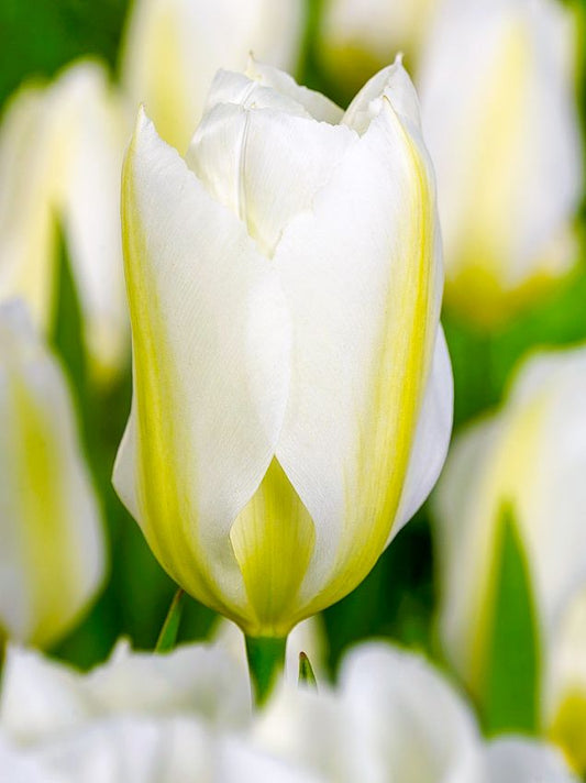 Tulpen Purissima