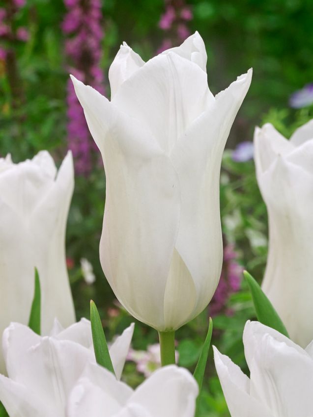Tulpen White triumphator