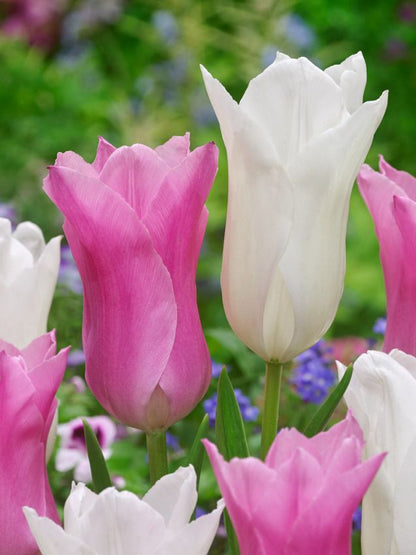 Tulipa 'White Triumphator' - Tulpe