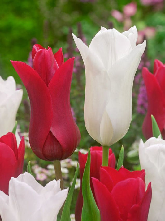 Tulpen White triumphator & red shine mischung
