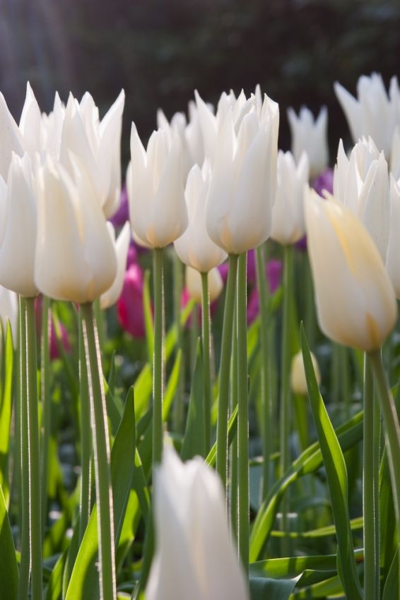 Tulipa 'White Triumphator' - Tulpe
