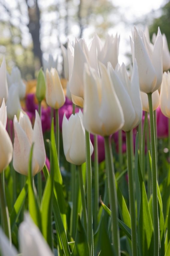 Tulipa 'White Triumphator' - Tulpe