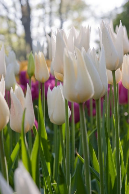 Tulipa 'White Triumphator' - Tulpe