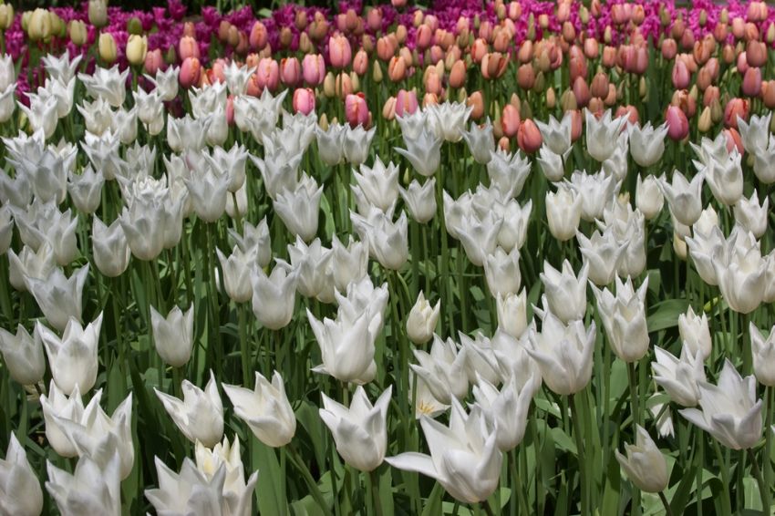 Tulipa 'White Triumphator' - Tulpe