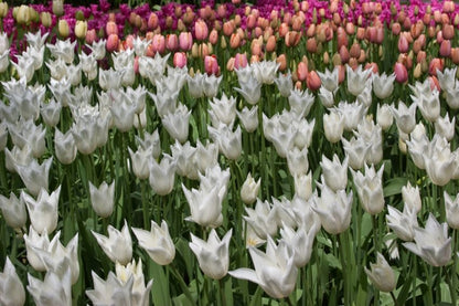 Tulipa 'White Triumphator' - Tulpe