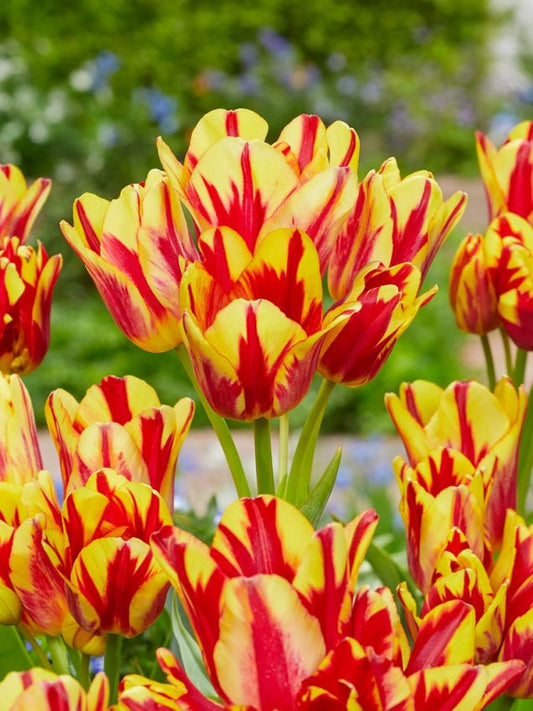 Tulpen Wonder club