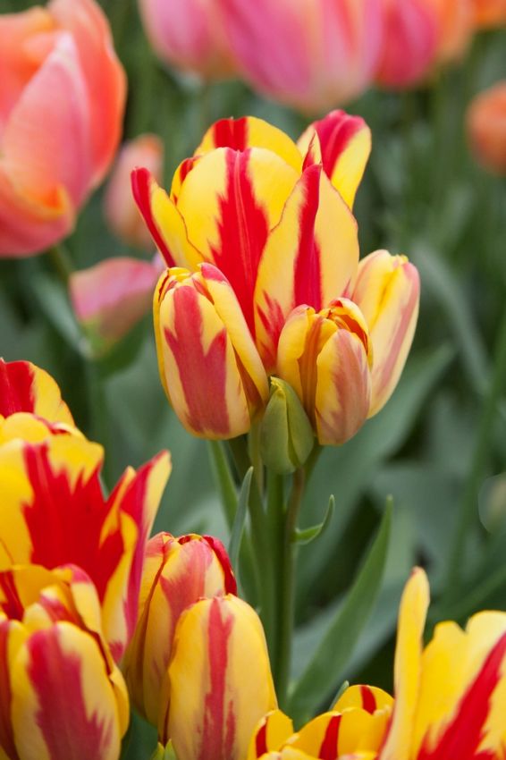 Tulipa 'Wonder Club' - Tulpe
