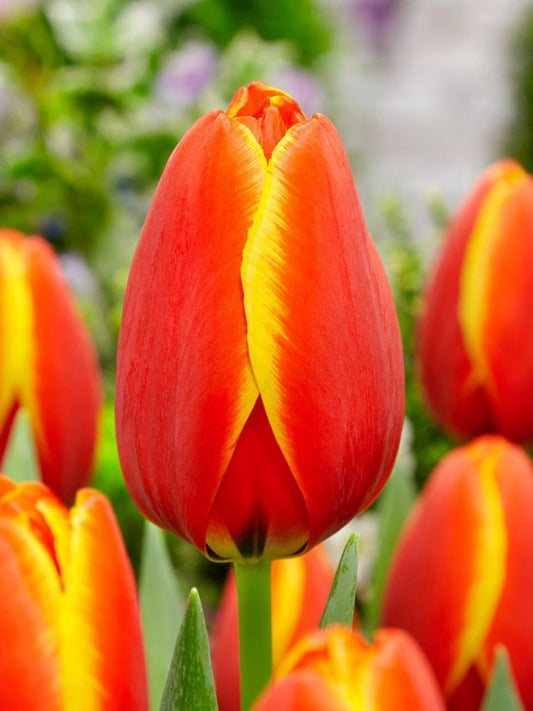 Tulpen Worlds favourite