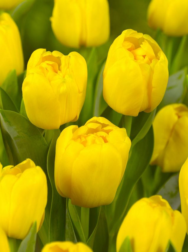 Tulpen Yellow baby