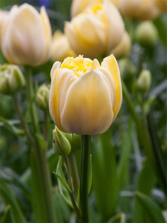 Tulpen Yellow mountain