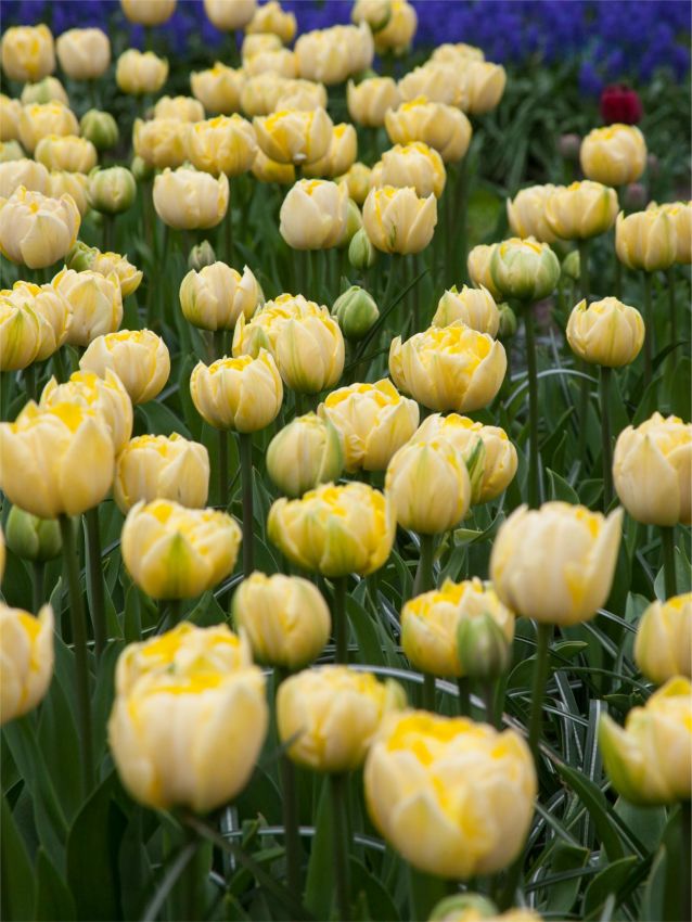 Tulipa 'Yellow Mountain' - Tulpe