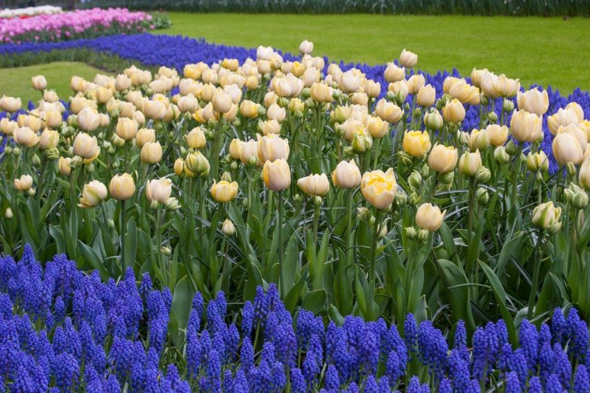 Tulipa 'Yellow Mountain' - Tulpe