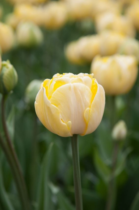 Tulipa 'Yellow Mountain' - Tulpe