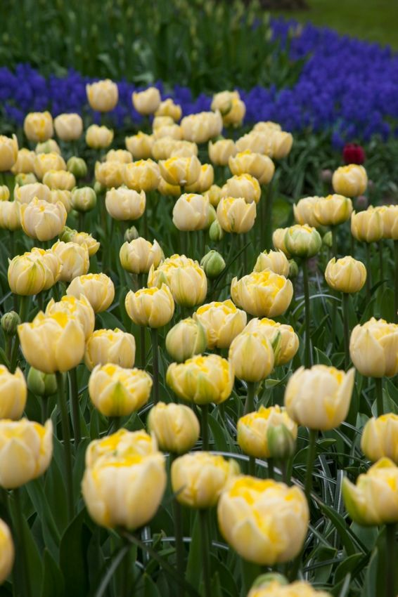 Tulipa 'Yellow Mountain' - Tulpe