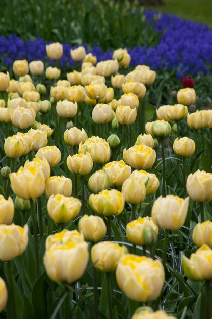 Tulipa 'Yellow Mountain' - Tulpe