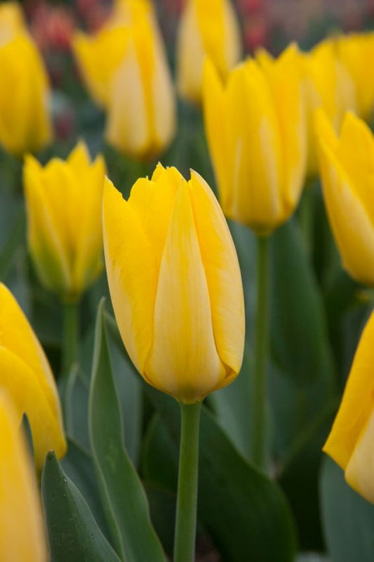 Tulpen Yellow purissima