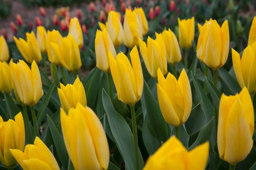 Tulipa 'Yellow Purissima' - Tulpe