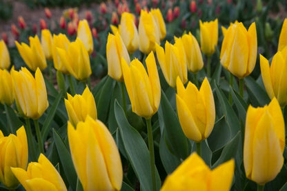 Tulipa 'Yellow Purissima' - Tulpe