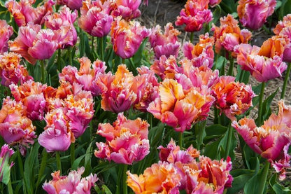 Tulipa 'Amazing Parrot' - Tulpe