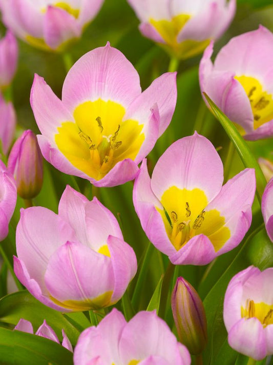 Tulpen Bakeri lilac wonder