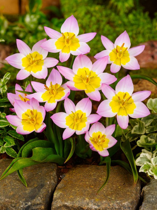 Tulipa 'Bakeri Lilac Wonder' - Tulpe