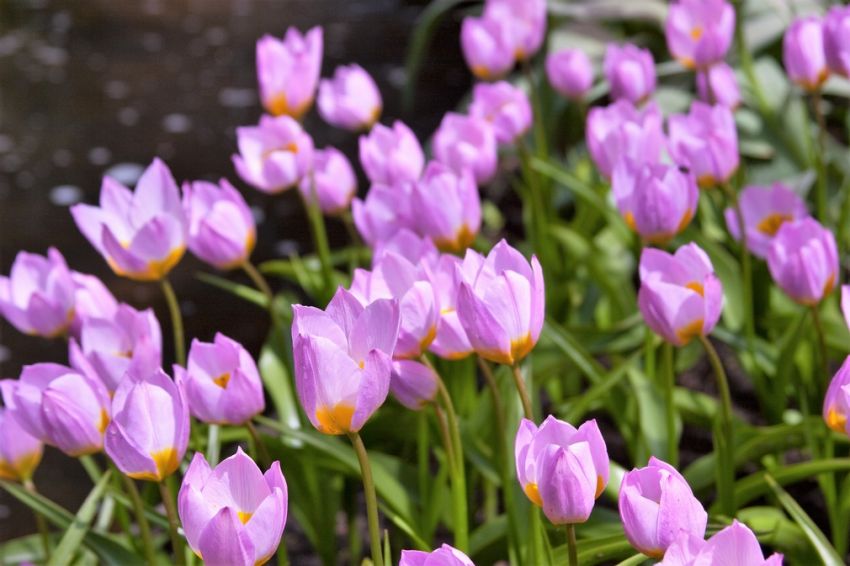 Tulipa 'Bakeri Lilac Wonder' - Tulpe