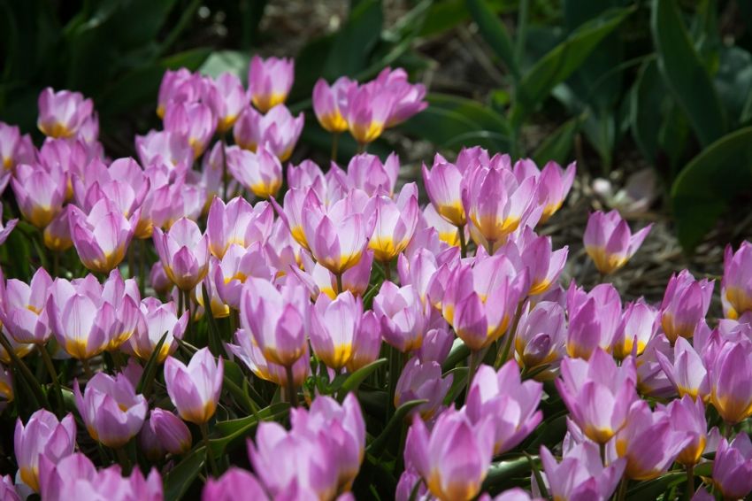Tulipa 'Bakeri Lilac Wonder' - Tulpe